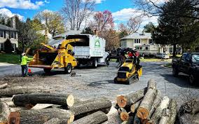 Best Hazardous Tree Removal  in Olton, TX