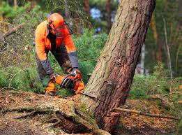 Best Tree Health Inspection  in Olton, TX