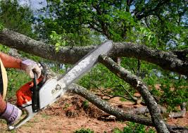 How Our Tree Care Process Works  in  Olton, TX