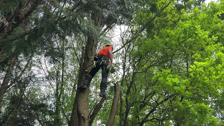 Trusted Olton, TX Tree Care  Experts