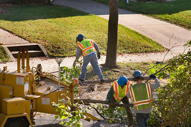 Best Tree Cabling and Bracing  in Olton, TX