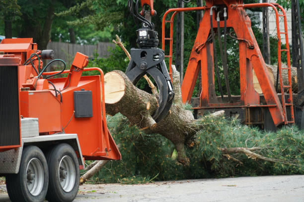 Best Tree Trimming and Pruning  in Olton, TX