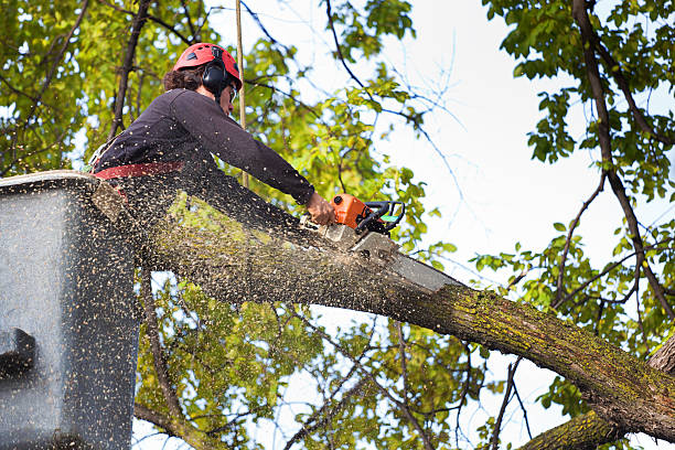 Best Fruit Tree Pruning  in Olton, TX